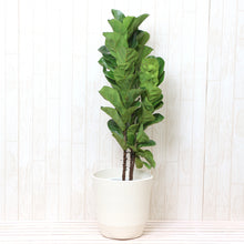 画像をギャラリービューアに読み込む, カシワバゴム・バンビーノ 7号