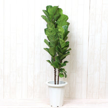 画像をギャラリービューアに読み込む, カシワバゴム・バンビーノ 7号