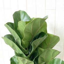 画像をギャラリービューアに読み込む, カシワバゴム・バンビーノ 7号