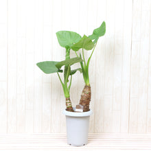 画像をギャラリービューアに読み込む, クワズイモ 7号