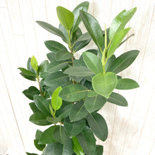画像をギャラリービューアに読み込む, フランスゴムの木 (フィカス・ルビギノーサ) 7号