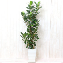 画像をギャラリービューアに読み込む, フランスゴムの木 (フィカス・ルビギノーサ) 7号