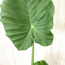 画像をギャラリービューアに読み込む, クワズイモ 8号