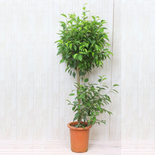 画像をギャラリービューアに読み込む, フィカス ベンジャミン・リッチ スタンド 8号