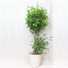 画像をギャラリービューアに読み込む, フィカス ベンジャミン・リッチ スタンド 8号