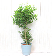 画像をギャラリービューアに読み込む, フィカス ベンジャミン・リッチ スタンド 8号