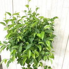 画像をギャラリービューアに読み込む, フィカス ベンジャミン・リッチ スタンド 8号