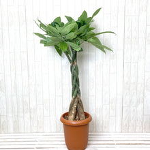 画像をギャラリービューアに読み込む, パキラ ねじり 8号 室内におすすめ観葉植物