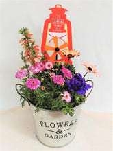 画像をギャラリービューアに読み込む, 【予約商品:4/22発送】寄せ植え ホリデーガーデン 2鉢セット