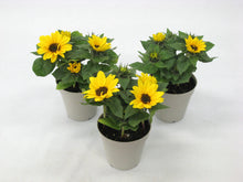 画像をギャラリービューアに読み込む, 【予約商品:5/20発送】ヒマワリ・サンリッチオレンジ 1鉢