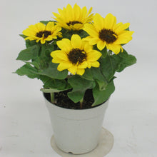 画像をギャラリービューアに読み込む, 【予約商品:5/20発送】ヒマワリ・サンリッチオレンジ 1鉢