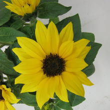 画像をギャラリービューアに読み込む, 【予約商品:5/20発送】ヒマワリ・サンリッチオレンジ 1鉢