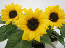 画像をギャラリービューアに読み込む, 【予約商品:6/10発送】ヒマワリ・ミスサンシャイン 3鉢セット