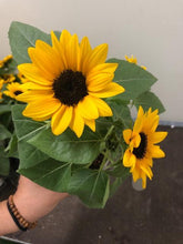 画像をギャラリービューアに読み込む, 【予約商品:6/10発送】ヒマワリ・ミスサンシャイン 3鉢セット