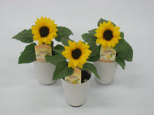 画像をギャラリービューアに読み込む, 【予約商品:6/10発送】ヒマワリ・ミスサンシャイン 3鉢セット