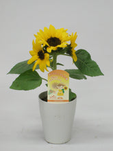 画像をギャラリービューアに読み込む, 【予約商品:6/10発送】ヒマワリ・ミスサンシャイン 3鉢セット