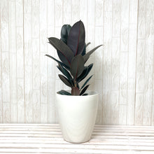 画像をギャラリービューアに読み込む, フィカス・バーガンディ 7号