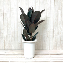 画像をギャラリービューアに読み込む, フィカス・バーガンディ 7号