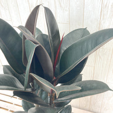 画像をギャラリービューアに読み込む, フィカス・バーガンディ 7号