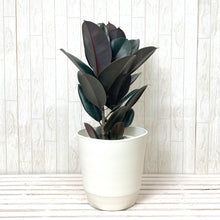 画像をギャラリービューアに読み込む, フィカス・バーガンディ 7号