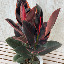 画像をギャラリービューアに読み込む, フィカス・ベリーズ 7号 おしゃれなカラーリーフのシンボルツリー