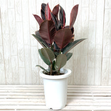 画像をギャラリービューアに読み込む, フィカス・ベリーズ 7号 おしゃれなカラーリーフのシンボルツリー