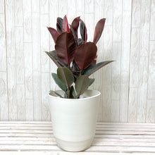 画像をギャラリービューアに読み込む, フィカス・ベリーズ 7号 おしゃれなカラーリーフのシンボルツリー