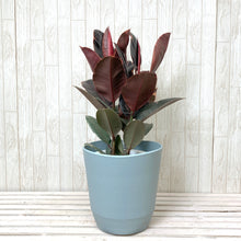 画像をギャラリービューアに読み込む, フィカス・ベリーズ 7号 おしゃれなカラーリーフのシンボルツリー