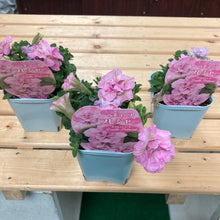 画像をギャラリービューアに読み込む, 【予約商品:4/15発送】ペチュニア・プレジャー ダブルペチコ 花苗 3ポットセット