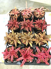 画像をギャラリービューアに読み込む, クリプタンサス 4種 4ポットセット