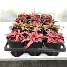 画像をギャラリービューアに読み込む, クリプタンサス 4種 4ポットセット