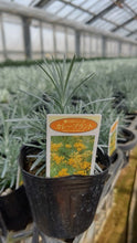 画像をギャラリービューアに読み込む, カレープラント ハーブ苗 4ポットセット