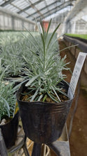 画像をギャラリービューアに読み込む, カレープラント ハーブ苗 4ポットセット