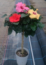 画像をギャラリービューアに読み込む, 【予約商品:6/7発送】日替わりハイビスカス(3色植えスタンダード仕立て) 6号