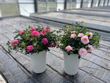 画像をギャラリービューアに読み込む, ミニバラ・スイートメモリー 2鉢セット