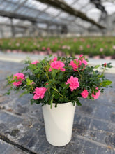 画像をギャラリービューアに読み込む, ミニバラ・スイートメモリー 2鉢セット