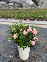 画像をギャラリービューアに読み込む, ミニバラ・スイートメモリー 2鉢セット