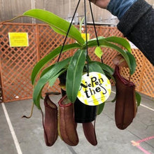 画像をギャラリービューアに読み込む, 【予約商品:4/15以降発送】ネペンテス・リンダ(ウツボカズラ) 食虫植物 5号 1鉢