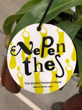 画像をギャラリービューアに読み込む, 【予約商品:4/15以降発送】ネペンテス・リンダ(ウツボカズラ) 食虫植物 5号 1鉢