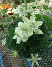 画像をギャラリービューアに読み込む, 【予約商品:4/22以降発送】クレマチス・ 白万重(シロマンエ) 1鉢
