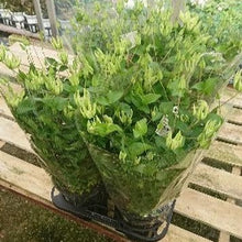 画像をギャラリービューアに読み込む, 【予約商品:4/22以降発送】クレマチス・ 白万重(シロマンエ) 1鉢