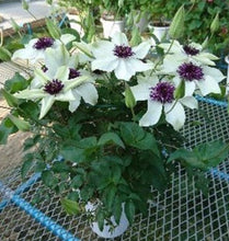 画像をギャラリービューアに読み込む, 【予約商品:4/22発送】クレマチス・フロリダ 1鉢
