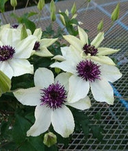 画像をギャラリービューアに読み込む, 【予約商品:4/22発送】クレマチス・フロリダ 1鉢