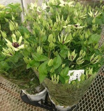 画像をギャラリービューアに読み込む, 【予約商品:4/22発送】クレマチス・フロリダ 1鉢