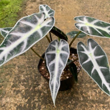 画像をギャラリービューアに読み込む, アロカシア・バンビーノ 4号 1鉢