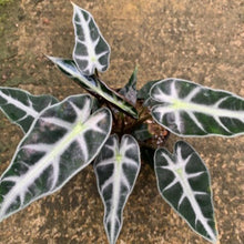 画像をギャラリービューアに読み込む, アロカシア・バンビーノ 4号 1鉢