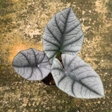 画像をギャラリービューアに読み込む, アロカシア・エレーン 4号 1鉢