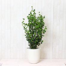 画像をギャラリービューアに読み込む, フィカス・ベンジャミン・バロック 7号 おしゃれな観葉植物