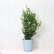 画像をギャラリービューアに読み込む, フィカス・ベンジャミン・バロック 7号 おしゃれな観葉植物