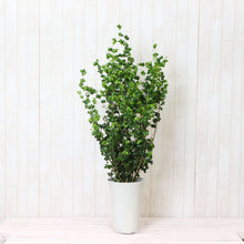 画像をギャラリービューアに読み込む, フィカス・ベンジャミン・バロック 7号 おしゃれな観葉植物